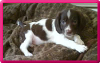 Puppies